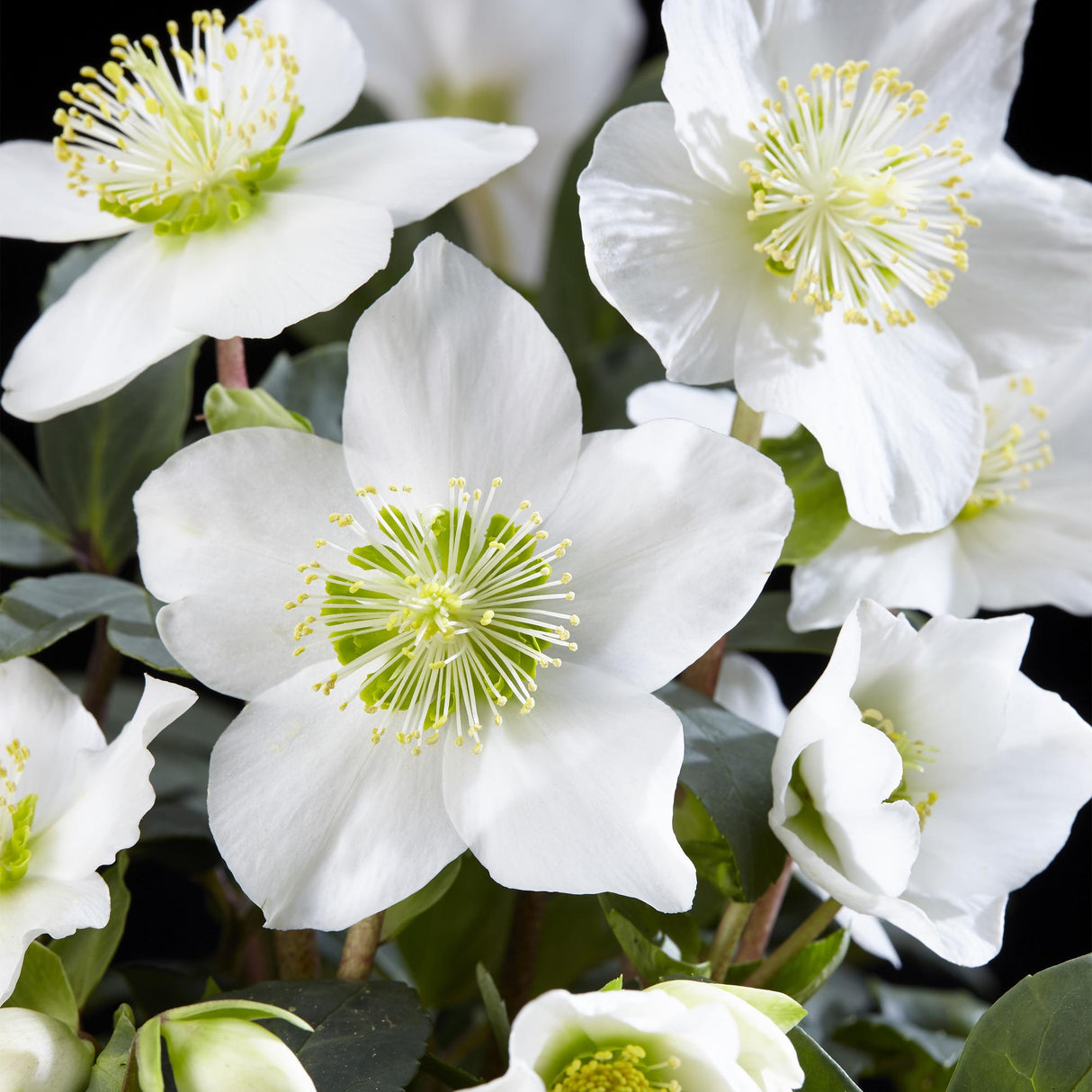Livraison plante Helleborus Christmas Carol – Lot de 6 – Pot 10,5 cm
