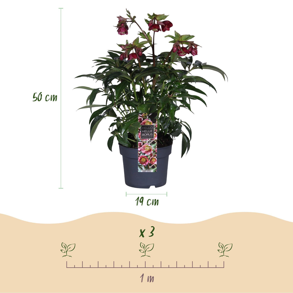 Livraison plante Helleborus Dacaya – Lot de 1 – Pot 19 cm – Hauteur 50 cm