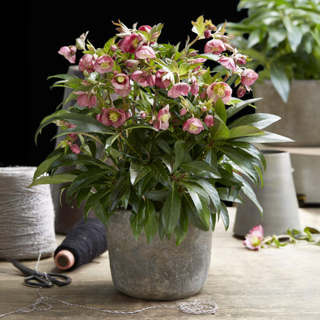 Livraison plante Helleborus Dacaya – Lot de 1 – Pot 19 cm – Hauteur 50 cm