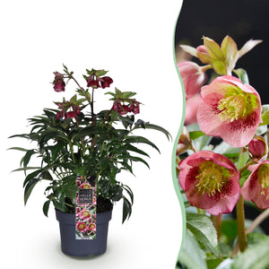 Livraison plante Helleborus Dacaya – Lot de 1 – Pot 19 cm – Hauteur 50 cm
