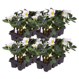 Livraison plante Helleborus niger 'Christmas Carol' - Lot de 24