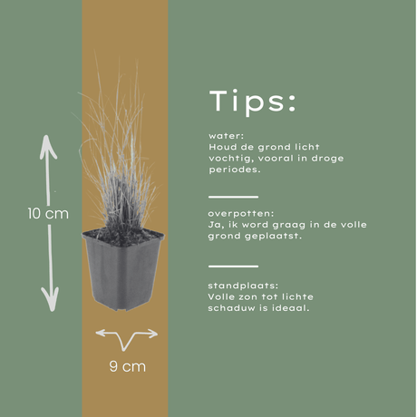 Livraison plante Herbe aux diamants