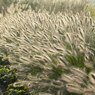 Hierba de las Escobillas (Pennisetum Alopecuroides) 'Hameln'