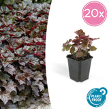 Livraison plante Heuchera Palace Purple