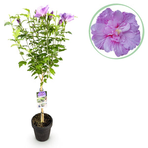 Livraison plante Hibiscus Lavendor Chiffon – Pot 19 cm – Hauteur 90 cm
