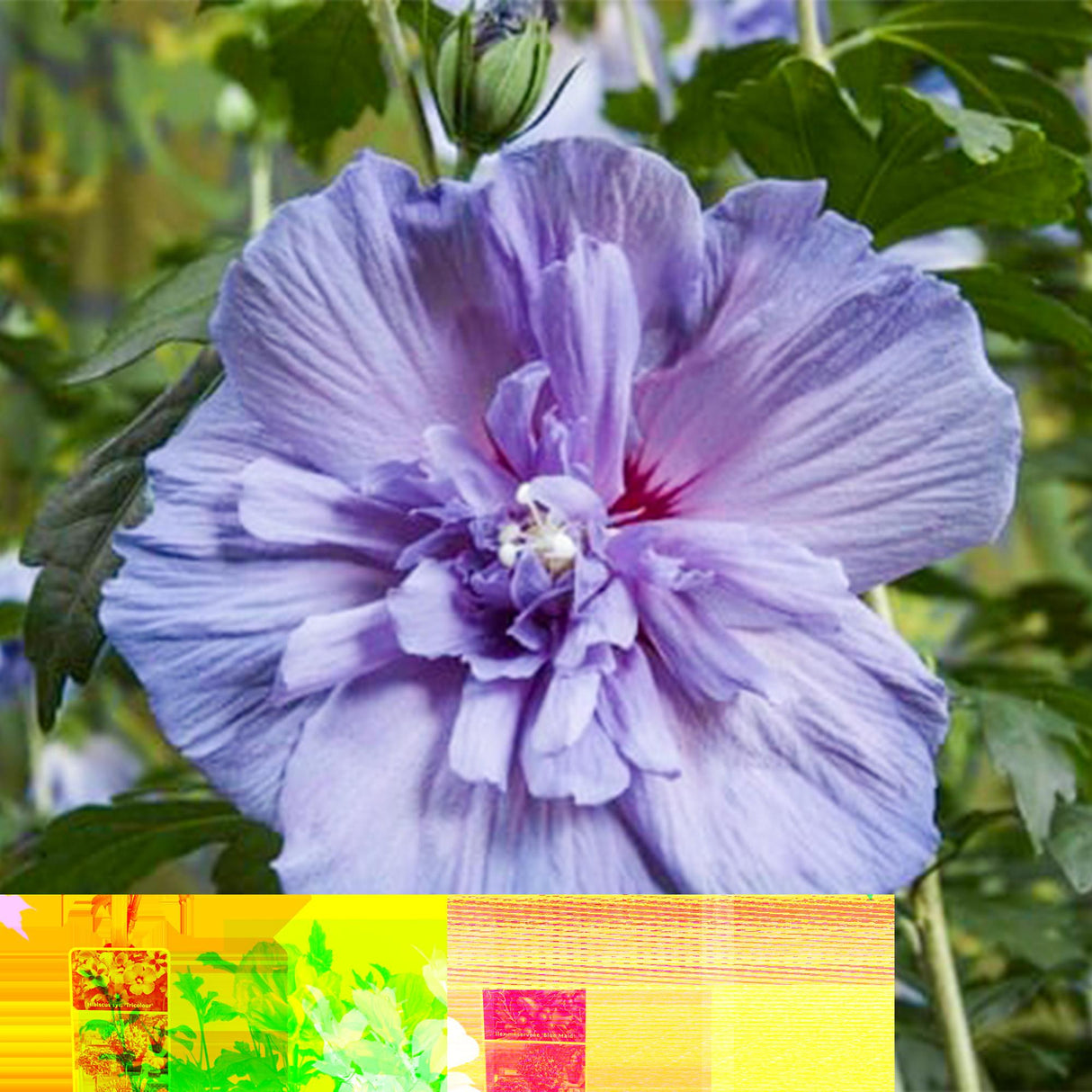 Livraison plante Hibiscus syriacus Blue Chiffon® – Pot 19 cm – Hauteur 90 cm