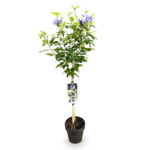 Livraison plante Hibiscus syriacus Blue Chiffon® – Pot 19 cm – Hauteur 90 cm