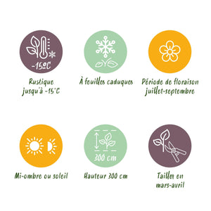 Livraison plante Hibiscus syriacus Hamabo – Pot 17 cm – Hauteur 45 cm