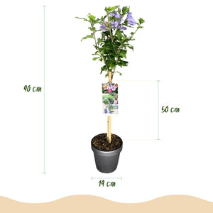 Livraison plante Hibiscus syriacus Tricolour – Pot 19 cm – Hauteur 90 cm