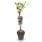 Livraison plante Hibiscus syriacus Tricolour – Pot 19 cm – Hauteur 90 cm