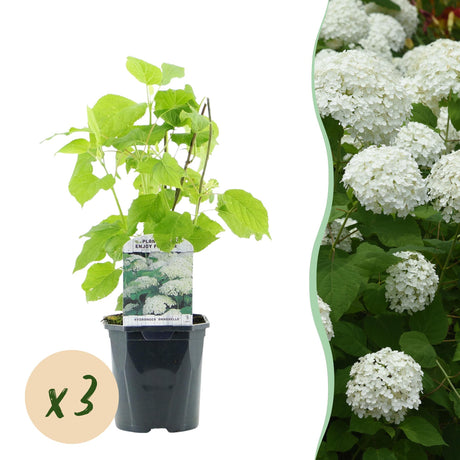 Livraison plante Hortensia Annabelle en pot x1