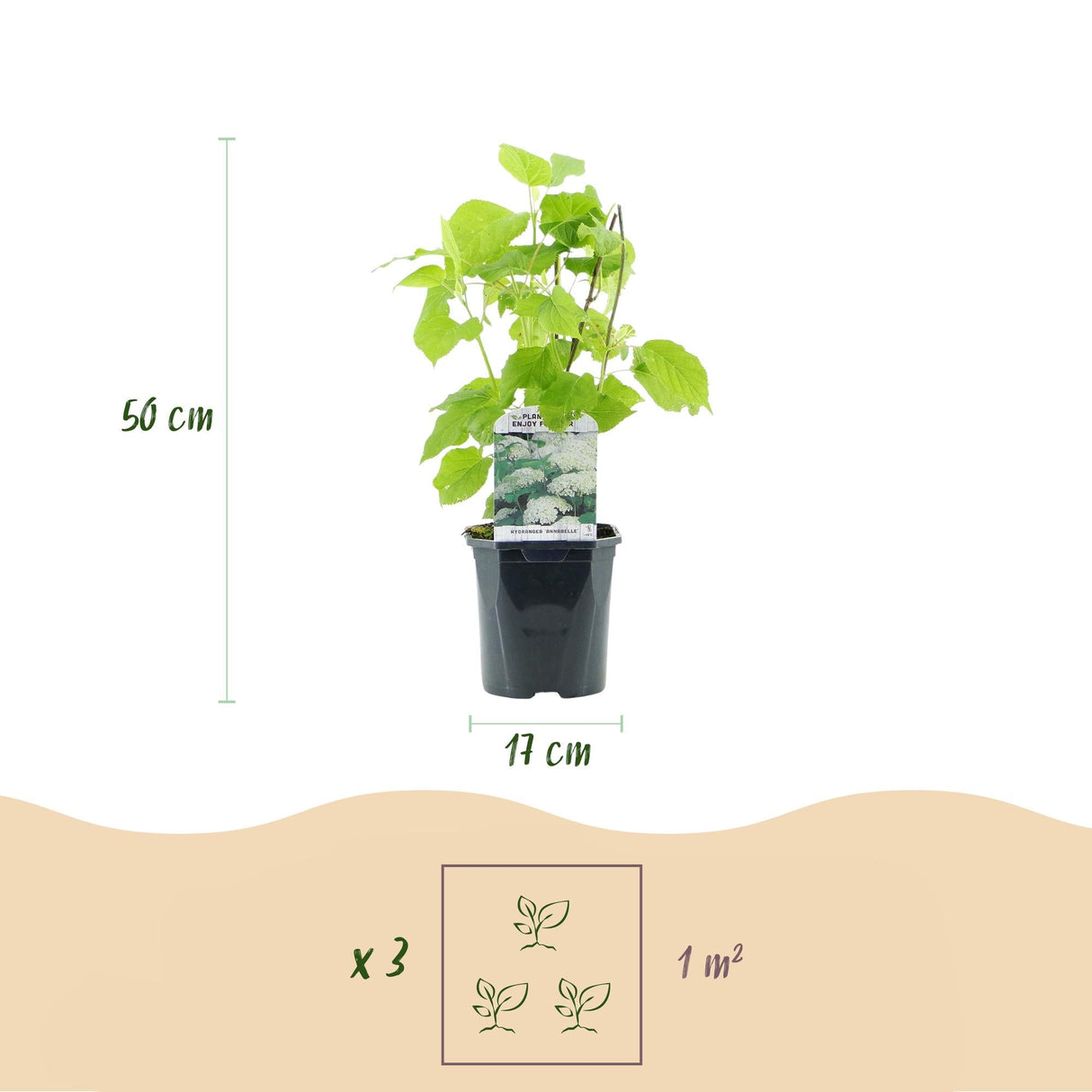 Livraison plante Hortensia Annabelle – Lot de 3 – Pot 17 cm – Hauteur 50 cm