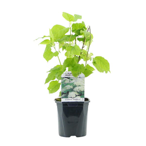 Livraison plante Hortensia Annabelle – Lot de 3 – Pot 17 cm – Hauteur 50 cm