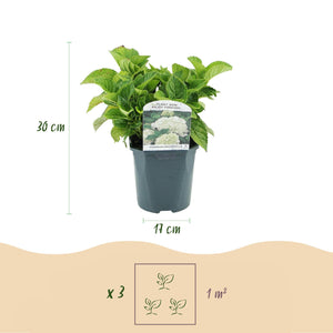 Livraison plante Hortensia blanc – Lot de 3 – Pot 17 cm – Hauteur 30 cm