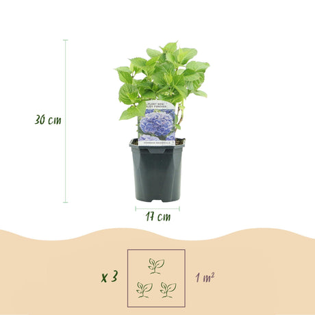 Livraison plante Hortensia Blauw – Lot de 3 – Pot 17 cm – Hauteur 30 cm