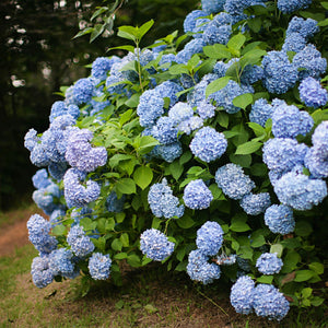 Livraison plante Hortensia Blauw – Lot de 3 – Pot 17 cm – Hauteur 30 cm