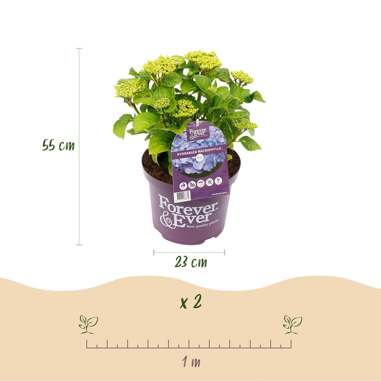 Livraison plante Hortensia Forever & Ever bleu – Lot de 2 – Pot 23 cm