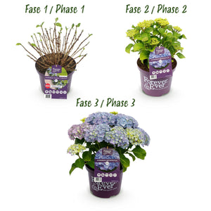 Livraison plante Hortensia Forever & Ever bleu – Lot de 2 – Pot 23 cm