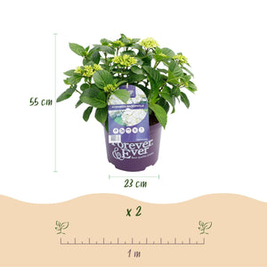 Livraison plante Hortensia Forever & Ever – Lot de 2 – Pot 23 cm