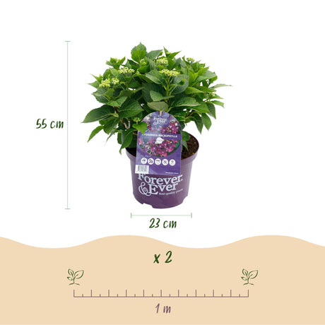 Livraison plante Hortensia Forever & Ever – Lot de 2 – Pot 23 cm