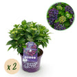 Livraison plante Hortensia Forever & Ever – Lot de 2 – Pot 23 cm