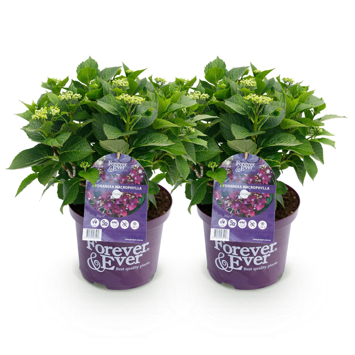 Livraison plante Hortensia Forever & Ever – Lot de 2 – Pot 23 cm