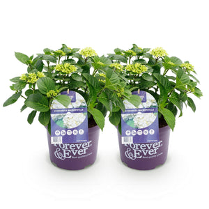 Livraison plante Hortensia Forever & Ever – Lot de 2 – Pot 23 cm