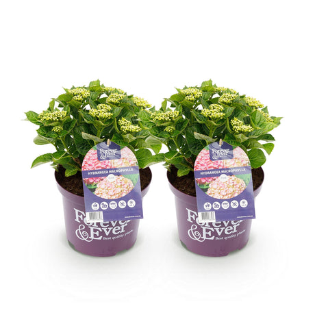 Livraison plante Hortensia Forever & Ever – Lot de 2 – Pot 23 cm