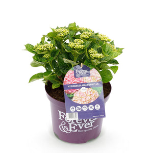 Livraison plante Hortensia Forever & Ever – Pot 23 cm – Hauteur 55 cm