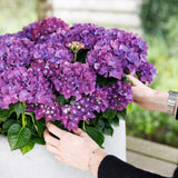 Livraison plante Hortensia Forever & Ever – Pot 23 cm – Hauteur 55 cm