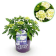 Livraison plante Hortensia Forever & Ever – Pot 23 cm – Hauteur 55 cm