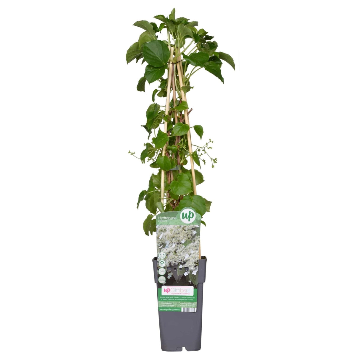 Livraison plante Hortensia grimpant - ↨65 cm - Ø15 - plante d'extérieur fleurie et grimpante