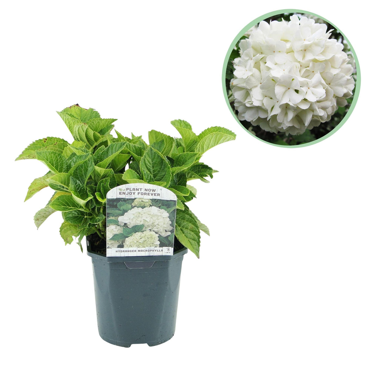 Livraison plante Hortensia Macrophylla Blanc – Pot 17 cm – Hauteur 30 cm