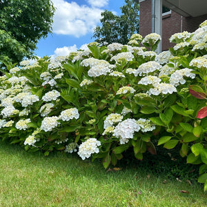 Livraison plante Hortensia Macrophylla Blanc – Pot 17 cm – Hauteur 30 cm