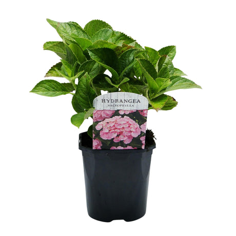 Livraison plante Hortensia macrophylla Pink – Pot 17 cm – Hauteur 30 cm