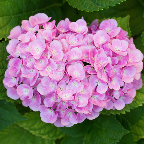 Livraison plante Hortensia macrophylla Pink – Pot 17 cm – Hauteur 30 cm