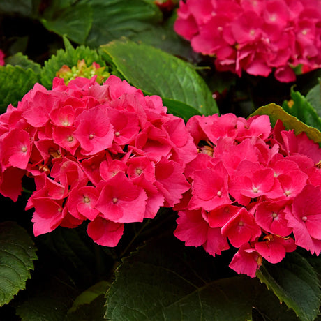 Livraison plante Hortensia macrophylla Rouge – Pot 17 cm – Hauteur 30 cm
