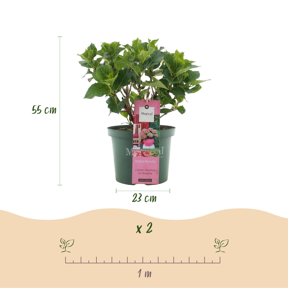 Livraison plante Hortensia Magical Green Fire – Pot 23 cm – Hauteur 55 cm