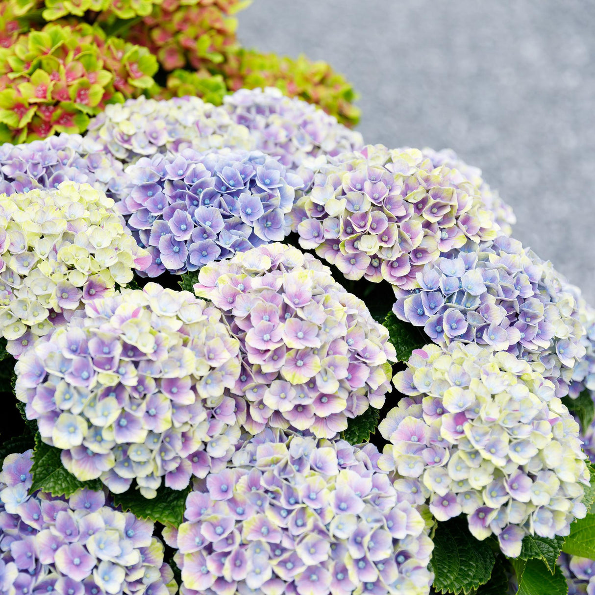 Livraison plante Hortensia Magical Jewel Blue – Lot de 2 – Pot 23 cm
