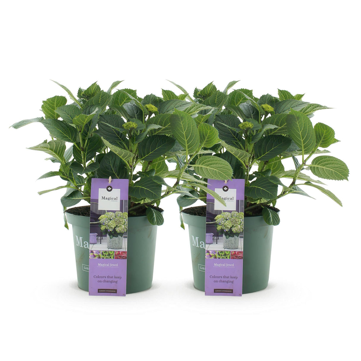 Livraison plante Hortensia Magical Jewel Blue – Lot de 2 – Pot 23 cm