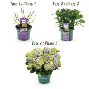 Livraison plante Hortensia Magical Jewel Blue – Pot 23 cm – Hauteur 55 cm