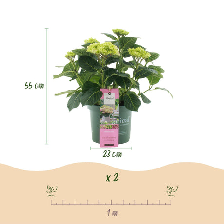 Livraison plante Hortensia Magical Jewel Pink – Pot 23 cm – Hauteur 55 cm