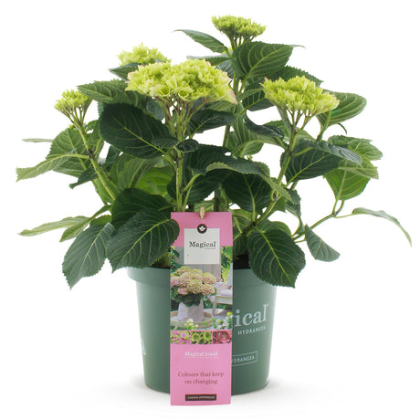 Livraison plante Hortensia Magical Jewel Pink – Pot 23 cm – Hauteur 55 cm
