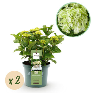 Livraison plante Hortensia Magical Noblesse