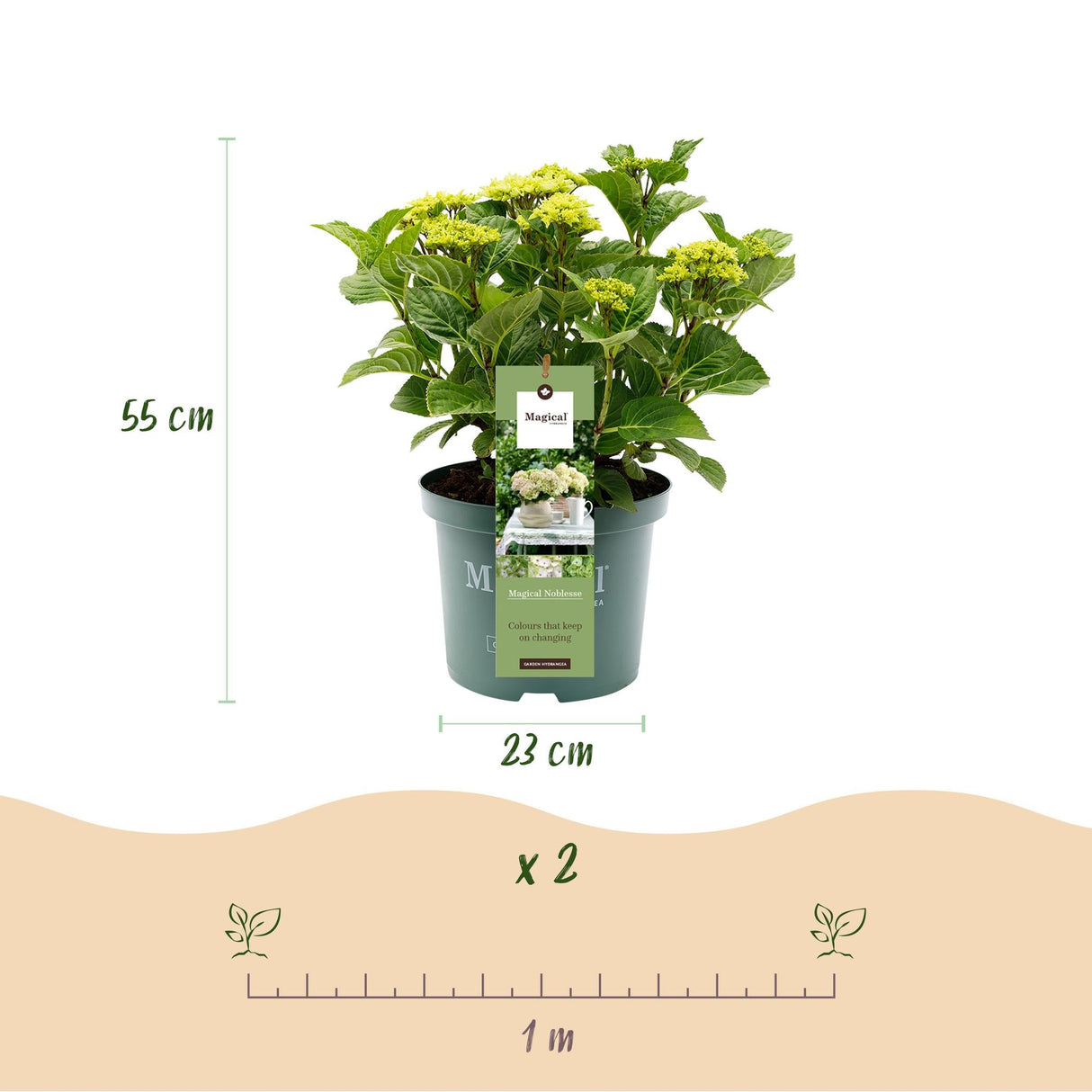 Livraison plante Hortensia Magical Noblesse – Lot de 2 – Pot 23 cm