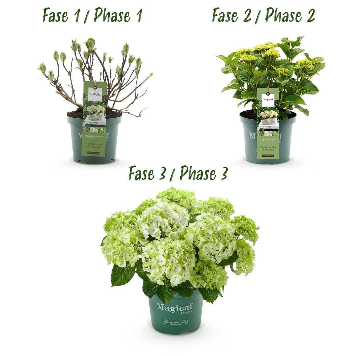 Livraison plante Hortensia Magical Noblesse – Pot 23 cm – Hauteur 55 cm