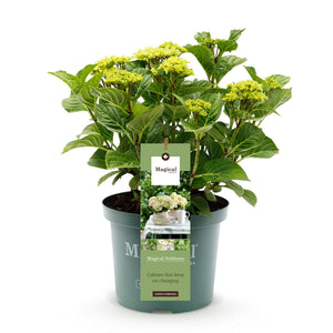 Livraison plante Hortensia Magical Noblesse – Pot 23 cm – Hauteur 55 cm