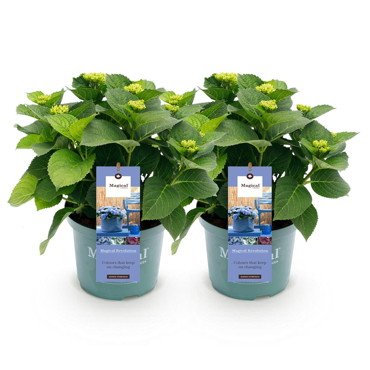 Livraison plante Hortensia Magical Revolution Blue – Lot de 2 – Pot 23 cm