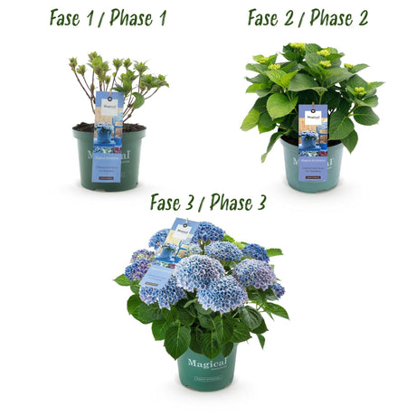 Livraison plante Hortensia Magical Revolution Blue – Lot de 2 – Pot 23 cm