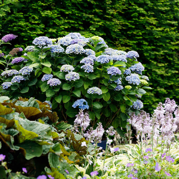 Livraison plante Hortensia Magical Revolution Blue – Pot 23cm – Hauteur 55cm